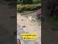ความสุขรอบตัว #dog #shortvideo #smilesmile #youtubeshorts #funny #greenscreen #pets #cutedog #love