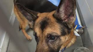 Acs A821007