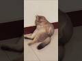 Guruji hum depression mein chaly gaye: 🐈🐈 #shorts #viral