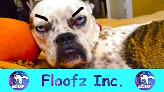 The Funniest Angry Animals! by Floofz Inc. 94 views 2 years ago 9 minutes, 6 seconds