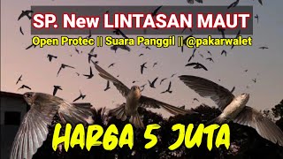 SP. New LINTASAN MAUT || @pakarwalet Open Protec || Suara Panggil HARGA 5000.000