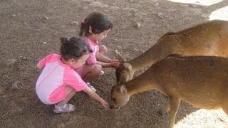יער האיילים - מושב אודם רמת הגולן - אטרקציות לילדים ברמת הגולן