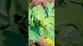 Da Roça Pra Mesa Tudo Orgânico