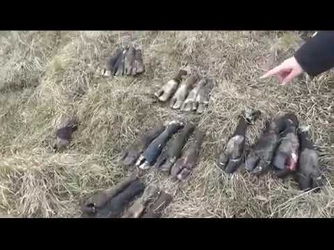 Қарағанды ​​облысында полиция бірнеше мал ұрлығының бетін ашты