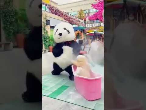 panda#funny#shorts