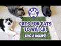 Cats for cats to watch with sound  epic 2 hours cats  cats playing  entertainment for cats