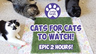 Cats For Cats To Watch With Sound ➙ EPIC 2 HOURS! Cat Videos * Cats Playing * Entertainment For Cats