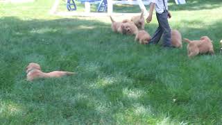 Golden Retriever Puppies For Sale