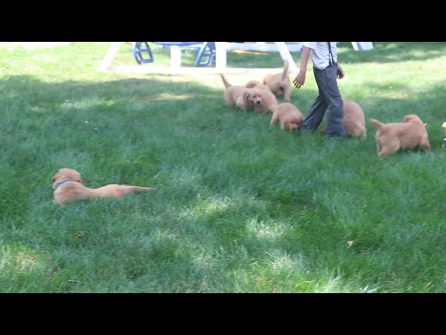 Taz video thumbnail