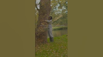 // tree hugging for healing