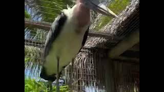 Incredible beauty of prehistoric birds✨ by ZWF MIAMI 453 views 1 year ago 17 seconds
