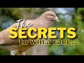 The secrets to win a race  pigeon racing tips  racingpigeon