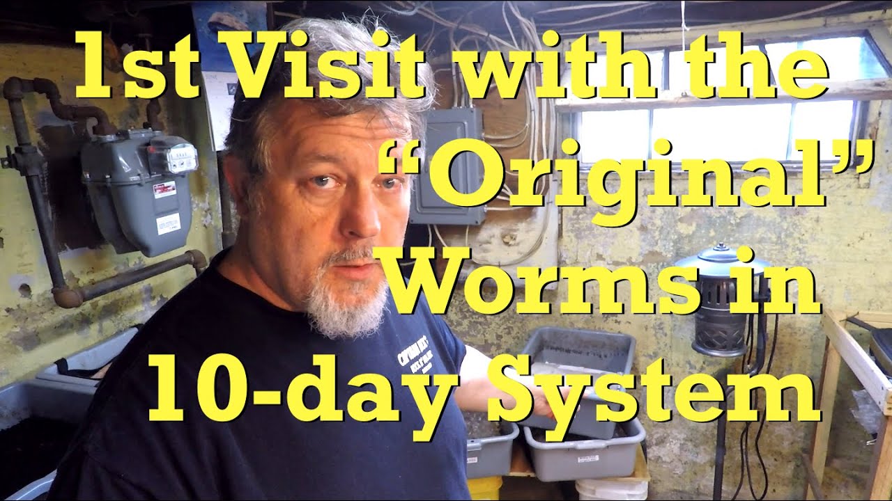 "Original" worms on day 10 in new bin + their nursery - vermicompost