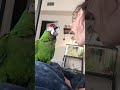 birds being adorable