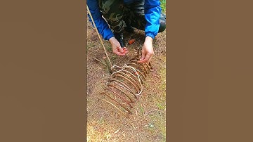 A TRAP IN FIVE MINUTES #survival #bushcraft #trap