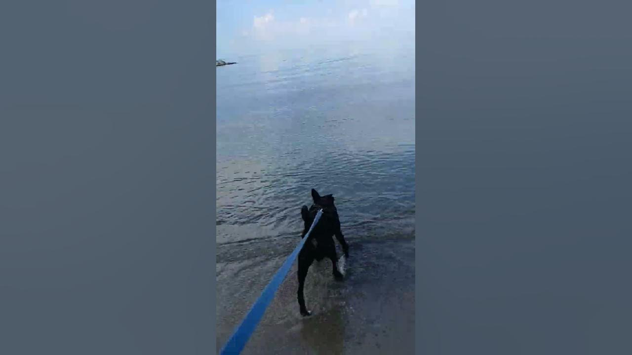 Happy Dog celebrates last day of summer 2024. Erie Pennsylvania USA