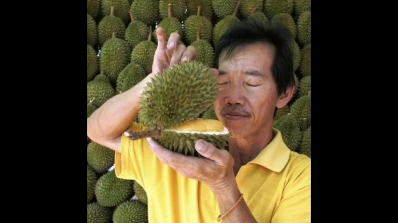 Плод с дурным запахом. Дуриан в Тайланде. Король фруктов дуриан. Фрукт Тайланда дуриан. Дуриан цибетиновый.