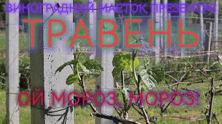 Травень. Ой мороз, мороз!