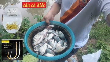 Câu cá diếc giật cháy lông nách bằng loại lưỡi câu mới