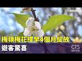 冬日浪漫美景！梅嶺梅花提早4個月綻放　遊客驚喜｜華視新聞 20261004 @CtsTw