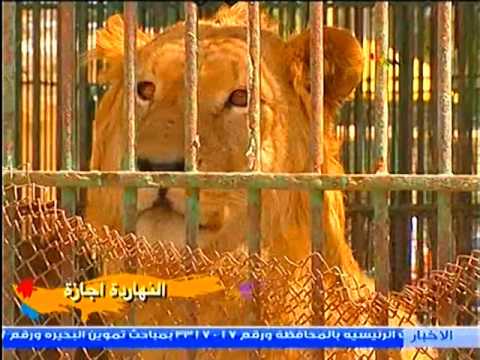 النهارده اجازة اعداد علا مقلد تقديم منال فاروق اخراج شيرين عبدالحميد