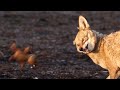 A coyote loves his Teddy Bear