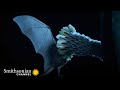 Bats and Cactus Flower Relationships