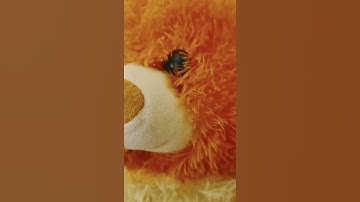 Angry birds game in python using pygame #shorts #game #python #pygame