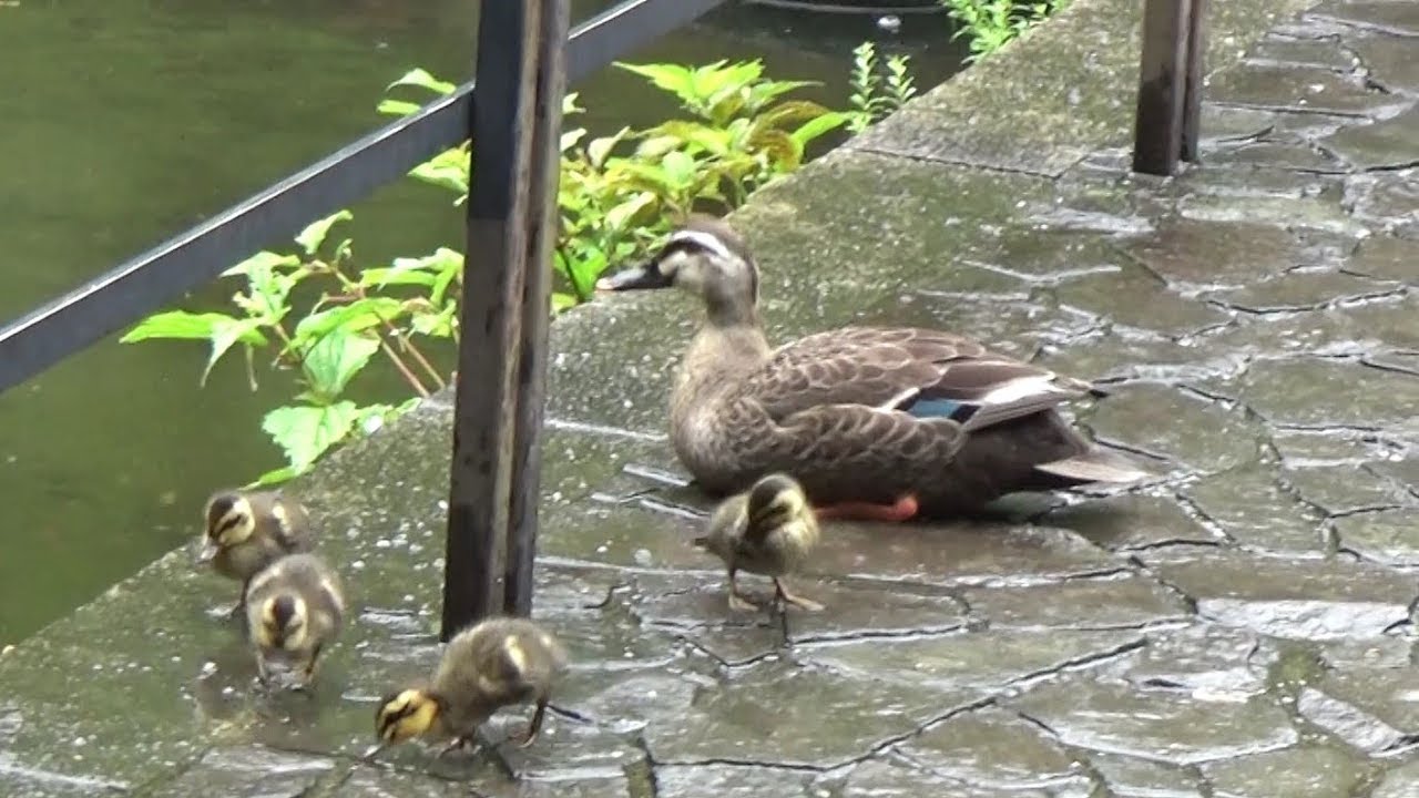 カルガモ親子 子ガモ決死のダイブ Youtube