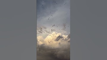 ⁨ ⁨ سورة يوسف | آية 87 🤍
