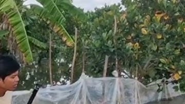 KHỦNG KHIẾP LŨ TRÀN NGẬP LỊCH SỬ MIỀN TÂY CHÌM TRONG NƯỚC CÂY TRÁI HÉO HẾT