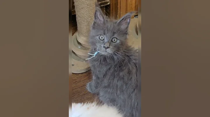 Video 11865731: maine coon kittens love, maine coon cat, quality cat, cattery