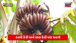 Gujarat મા લાલ કેળાની ખેતી | Red Banana Cultivation In Gujarat | Gujarat News | Vadodara News | N18V