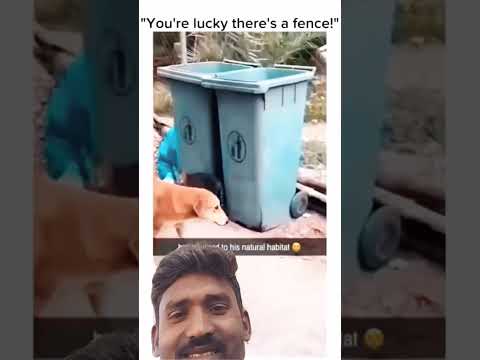 Funny Animals Dog Vairelsort Comedy 2025