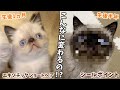 こんなに変わる！エキゾチックショートヘア 毛色の変化【猫 シールポイント】