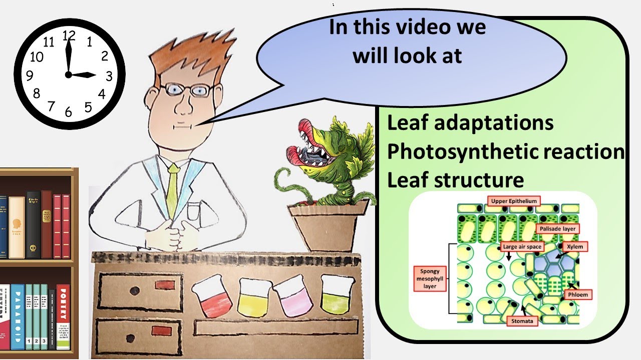 GCSE Biology Leaves and photosynthesis YouTube