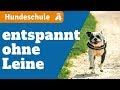 Rückruf - „Komm“, "Hier“ trainieren - Rückruf unter Ablenkung