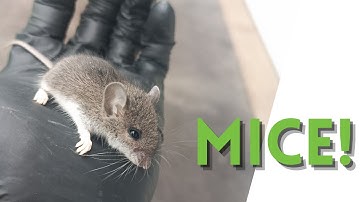 Don’t Ignore This Entry Point. Mice LOVE It. | Skedaddle Humane Wildlife Control London