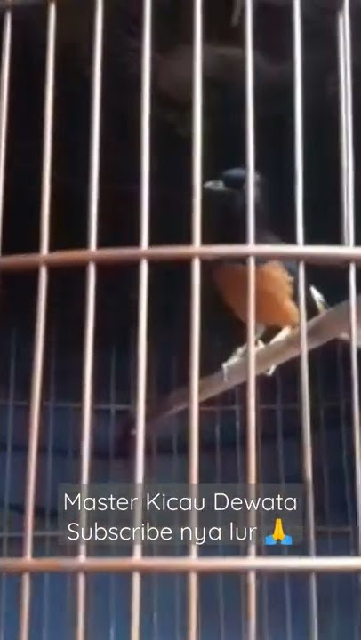 MURAI BALAK KONSLET ISIAN CUCAK JENGGOT