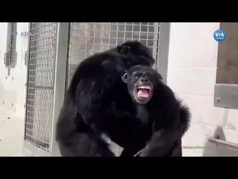 28 yıldır kafeste tutulan şempanzenin gökyüzünü ilk kez gördüğü anlar| VOA Türkçe
