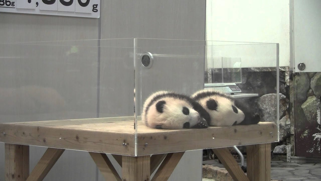 パンダ子 パンダコパンダ 親子ふせん パパンダとパンちゃん（8929） | すすのこ