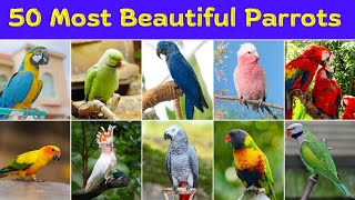 50 Most Popular And Beautiful Parrots You Should Know | Maca…