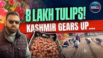 Why the 2026 Tulip Show May Break All Records, Exclusive Look at Kashmir’s Winter Sowing