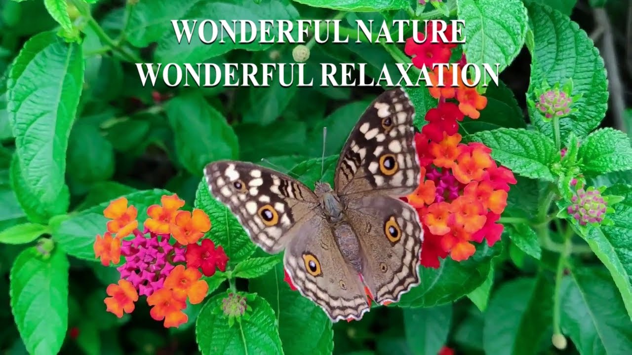 😎 Wonderful nature  , flower meadows , atmospheric music , wonderful relaxation