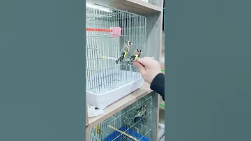 مشاء الله حسون خلوي 