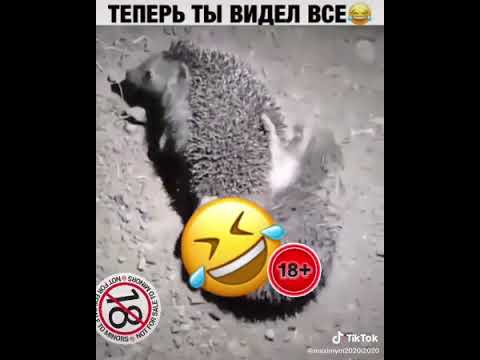 ёжики ебуца - YouTube