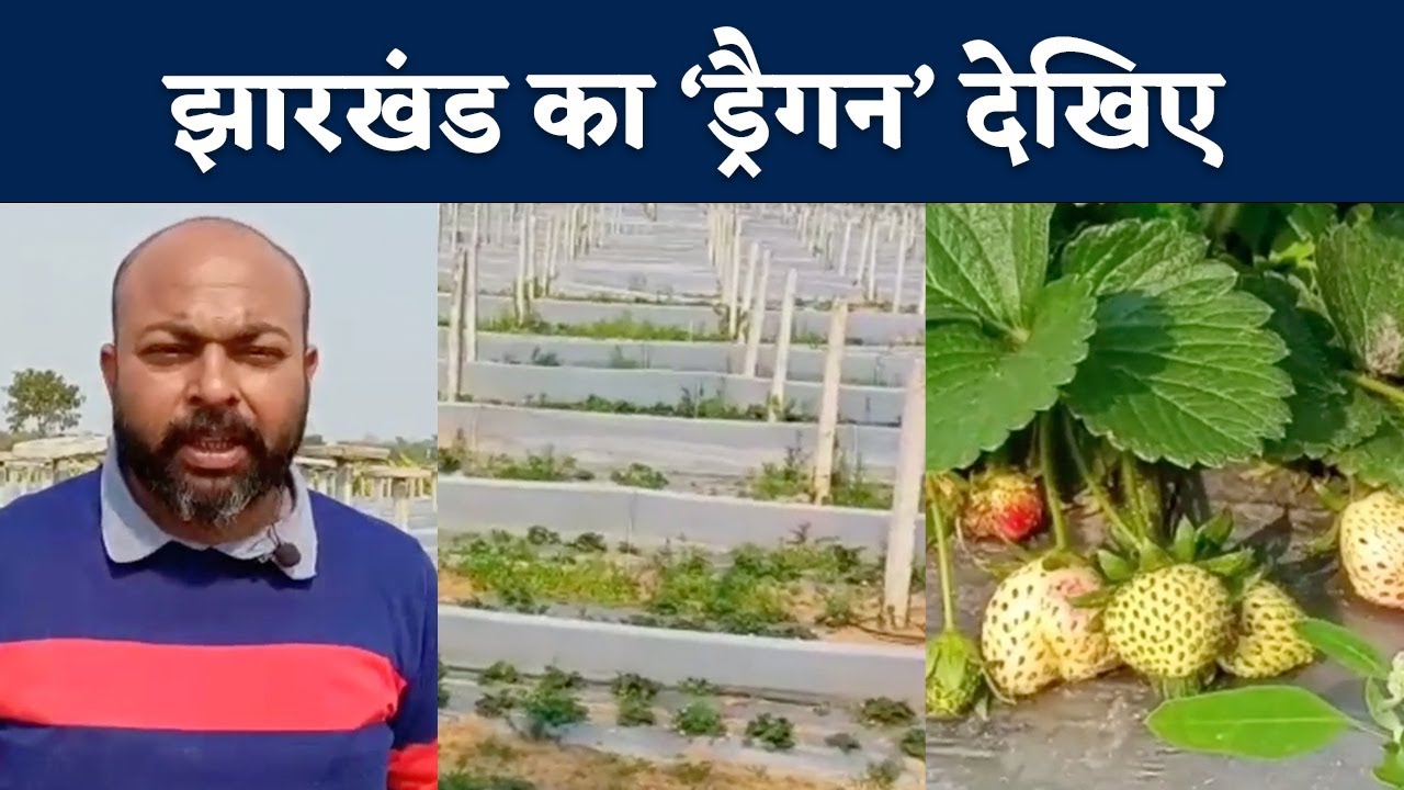 Ranchi में Dragon Fruit की खेती, मल्टीनेशनल में नौकरी छोड़ गौतम ने
