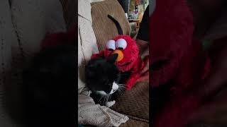 Elmo Plays With Kiggy
