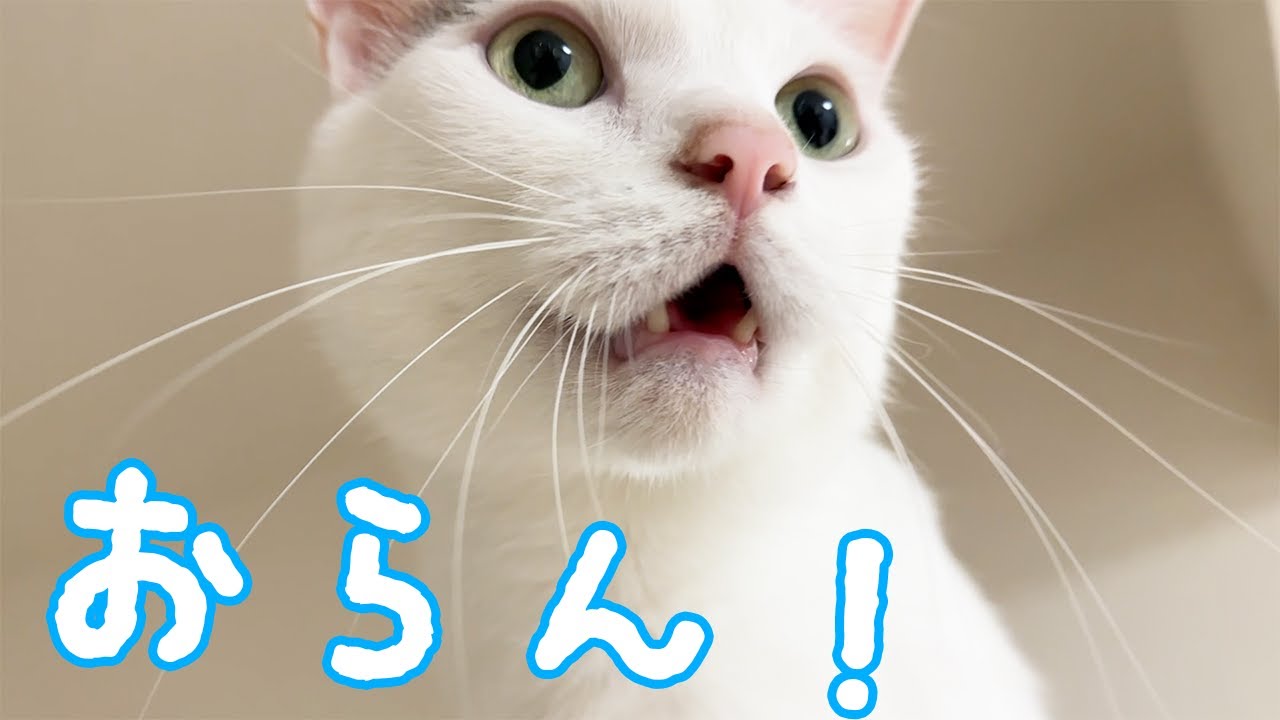 ママが目の前にいるのに「おらん」と言われました…ｗ