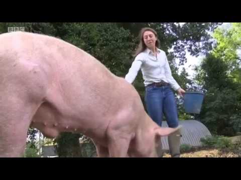 From field to fork: Provenance on BBC London News